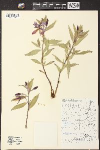 Chamerion latifolium image