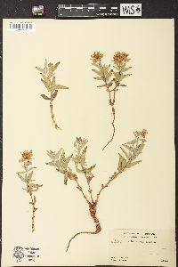 Chamerion latifolium image