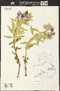 Chamerion latifolium image