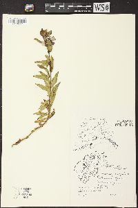 Chamerion latifolium image