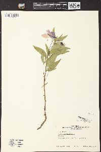 Chamerion latifolium image