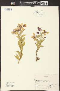 Epilobium leptophyllum image