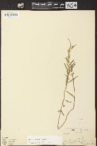 Epilobium leptophyllum image