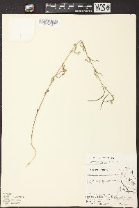 Epilobium leptophyllum image