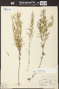 Epilobium leptophyllum image