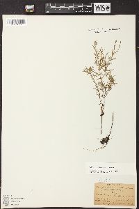 Epilobium leptophyllum image