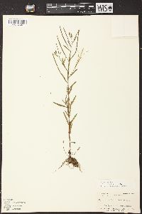 Epilobium leptophyllum image