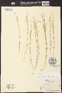 Epilobium leptophyllum image