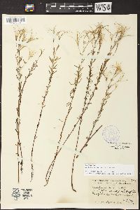 Epilobium leptophyllum image