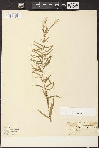 Epilobium leptophyllum image