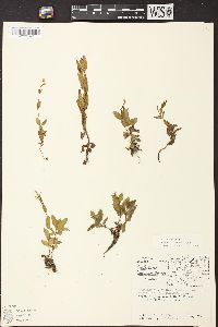 Epilobium saximontanum image