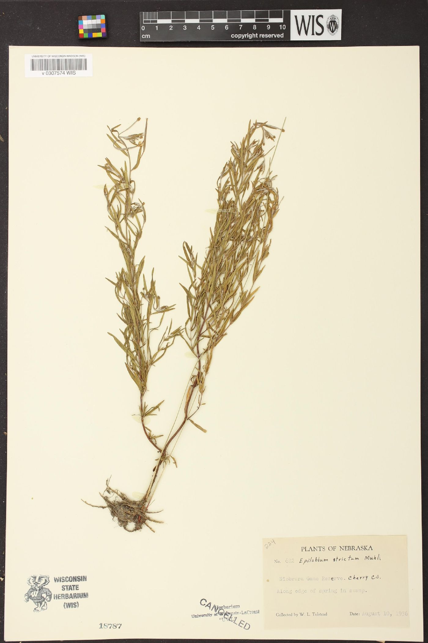 Epilobium strictum image