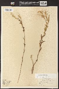 Epilobium strictum image