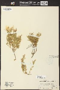 Epilobium suffruticosum image