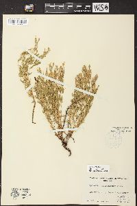 Epilobium suffruticosum image