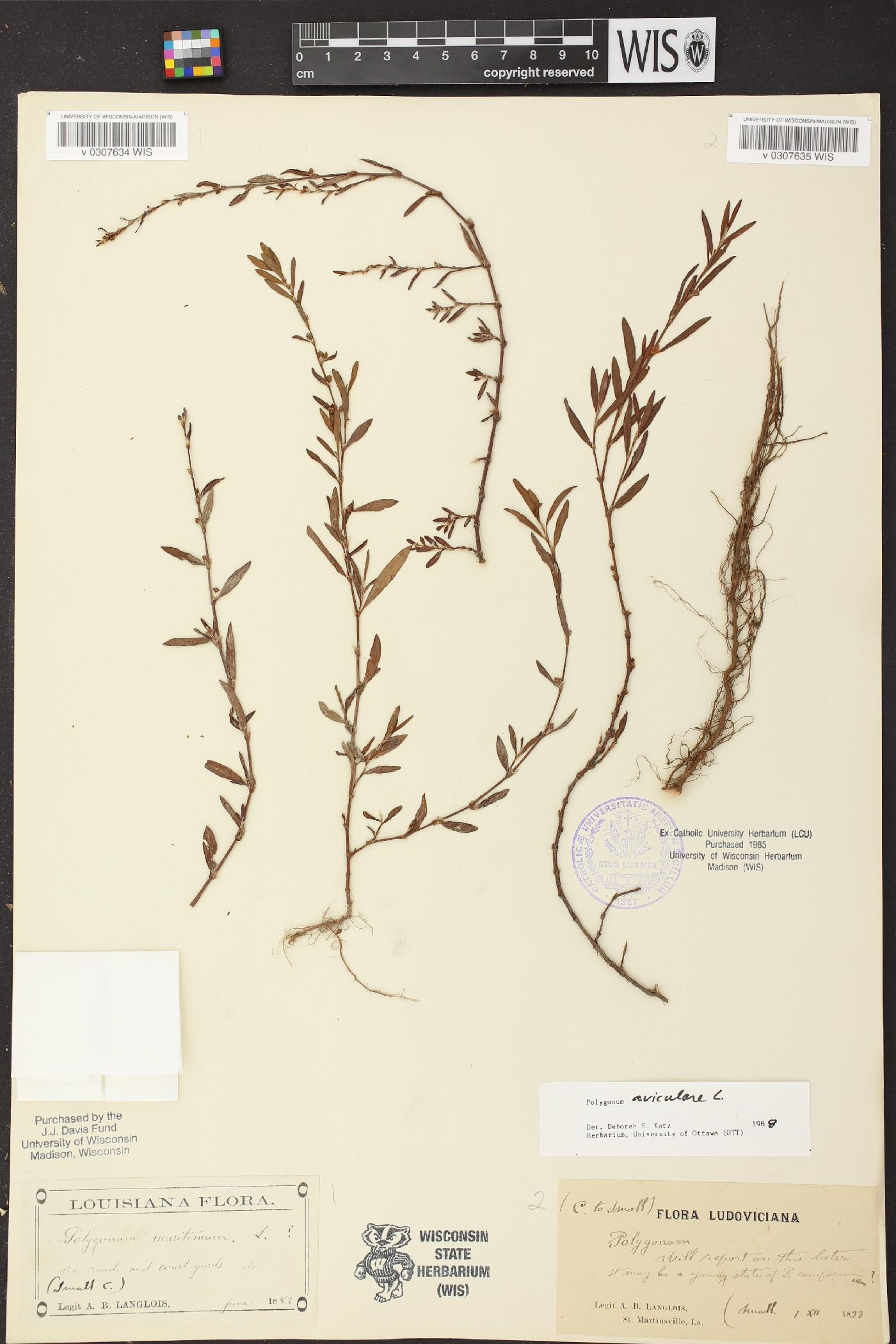 Polygonum muricatum image