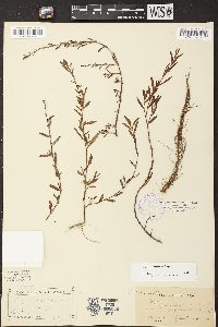 Polygonum muricatum image
