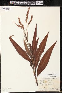 Polygonum densiflorum image