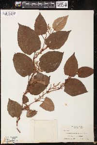 Reynoutria japonica image