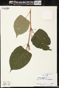 Reynoutria japonica image