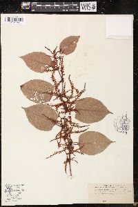 Reynoutria japonica image