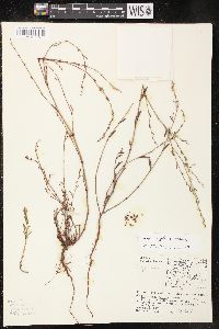 Polygonum douglasii image