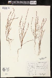 Polygonum douglasii image