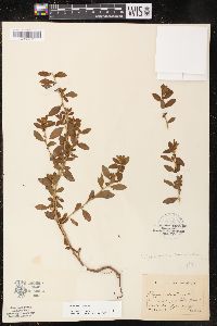 Polygonum erectum image