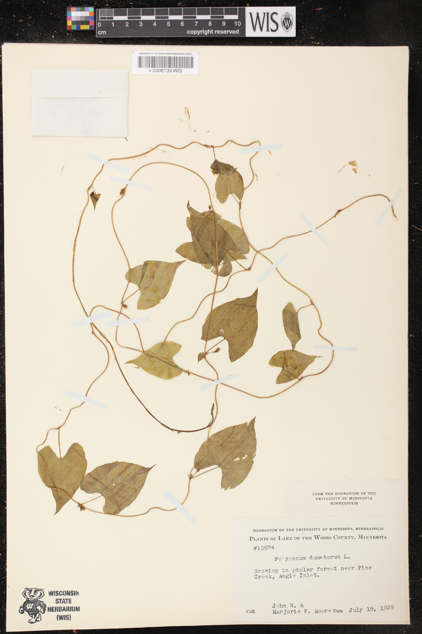 Fallopia dumetorum image