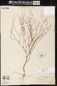 Polygonum douglasii subsp. douglasii image