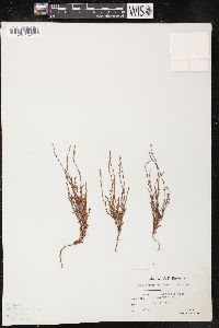 Polygonum engelmannii image