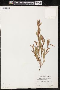 Polygonum ramosissimum var. ramosissimum image