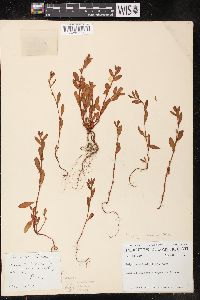 Polygonum fowleri image