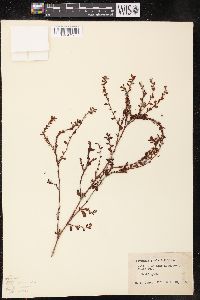 Polygonum fowleri image