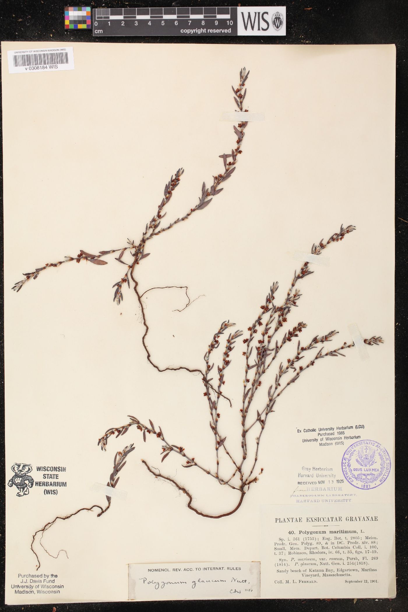 Polygonum glaucum image