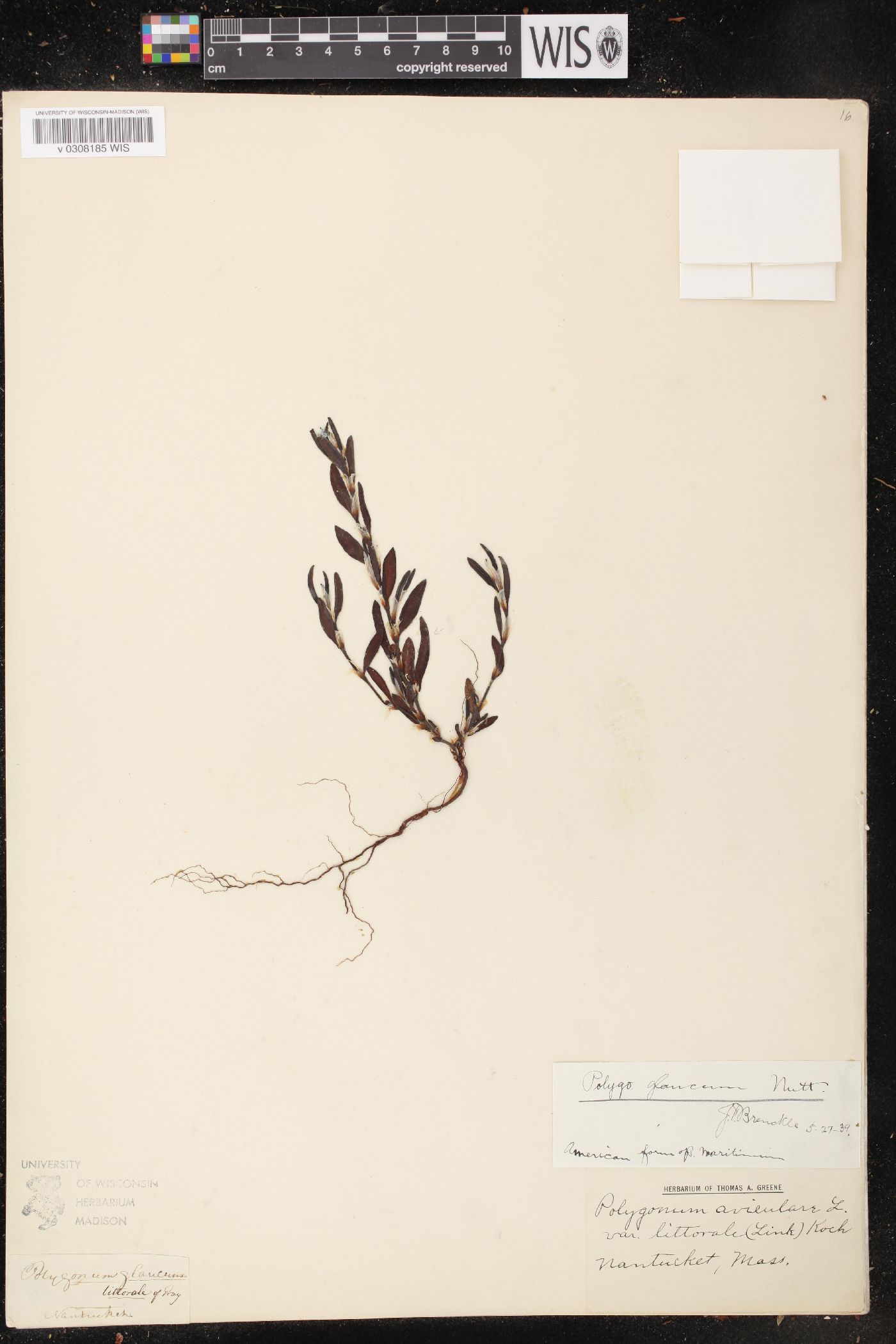 Polygonum glaucum image