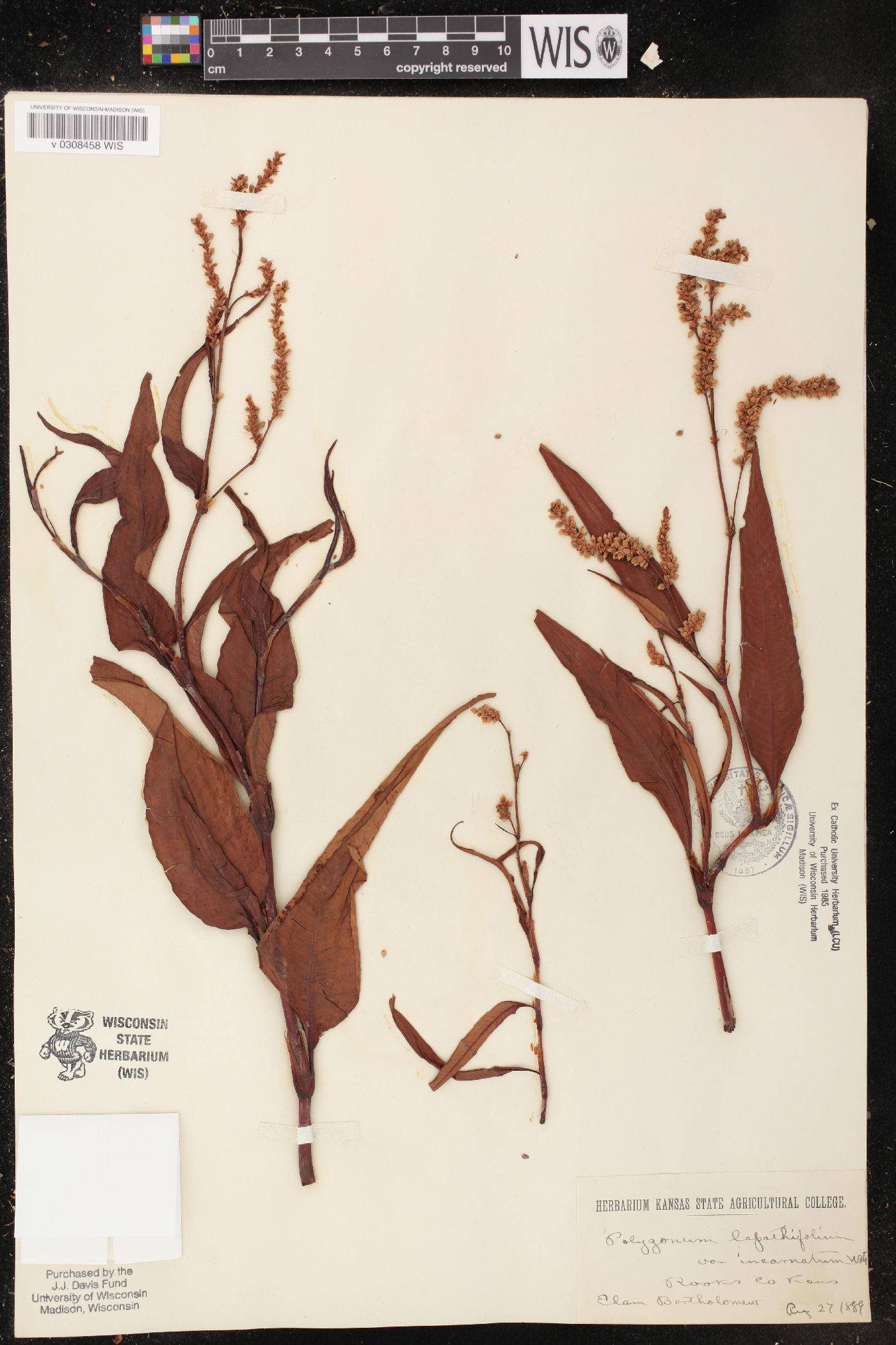 Persicaria lapathifolia subsp. lapathifolia image
