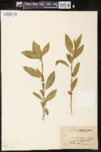 Polygonum latum image