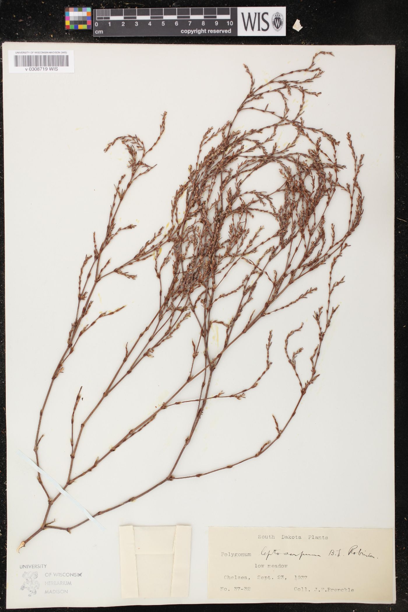 Polygonum leptocarpum image
