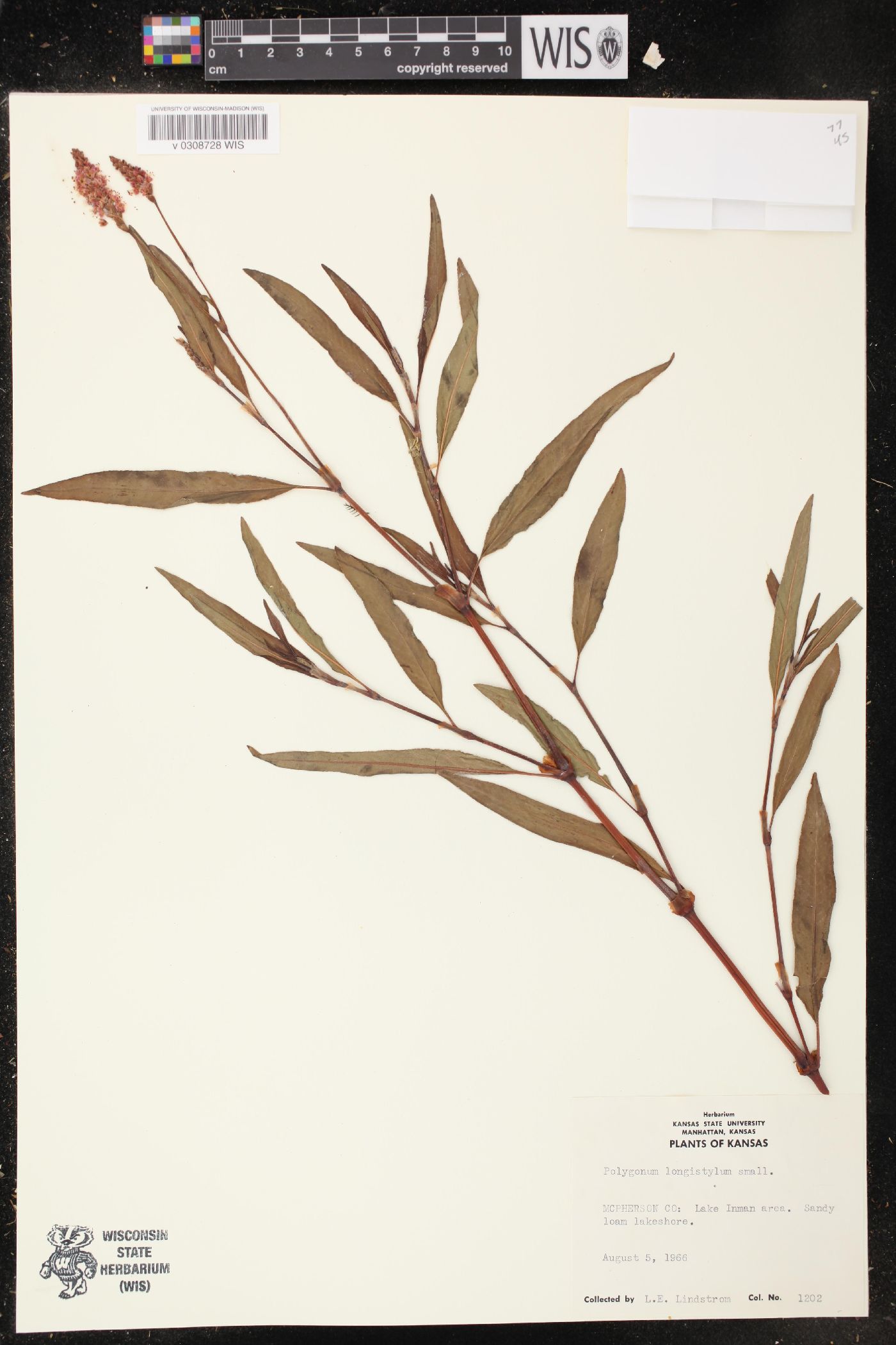 Persicaria bicornis image