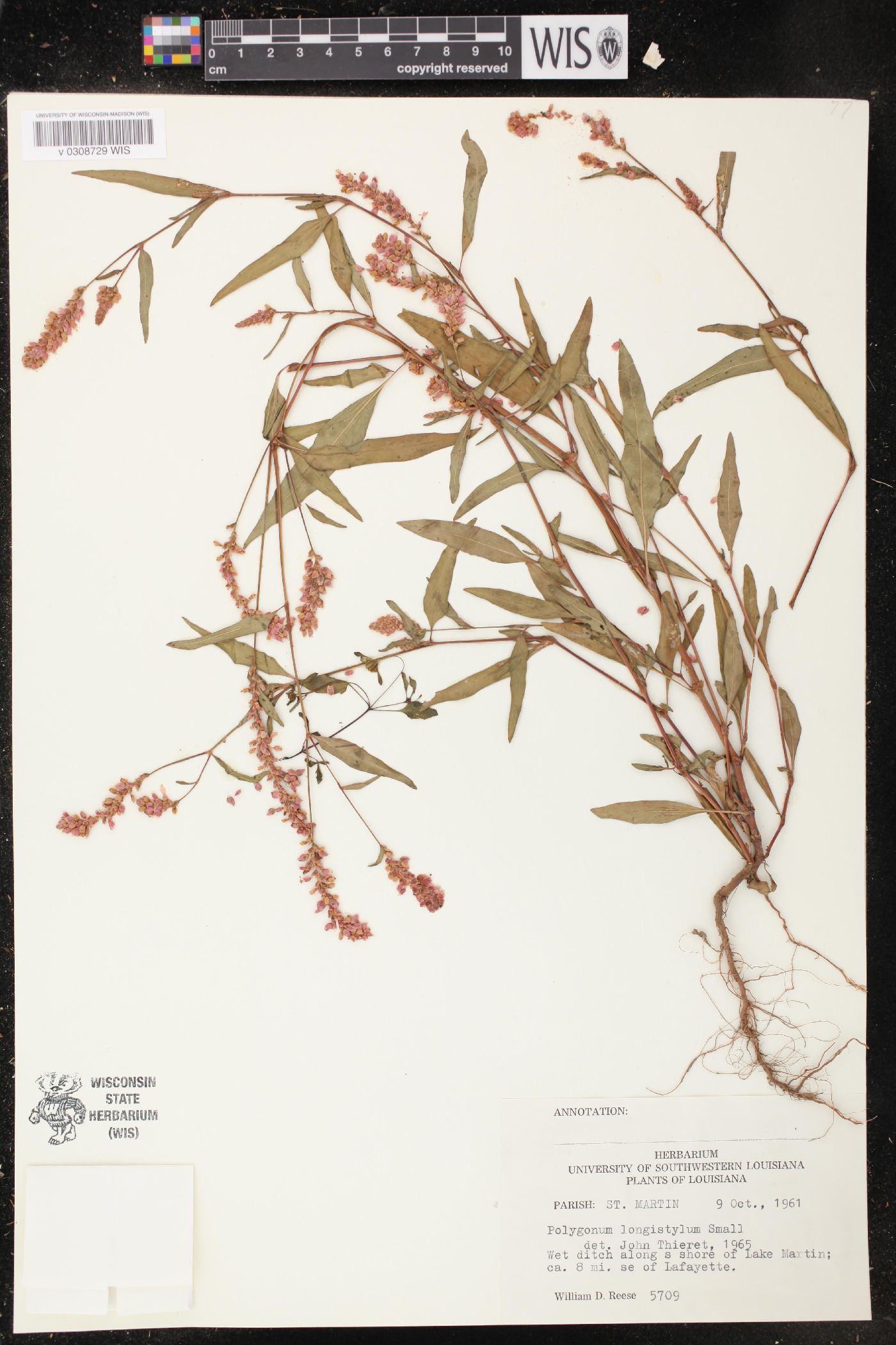 Persicaria bicornis image