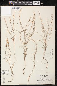 Polygonum majus image