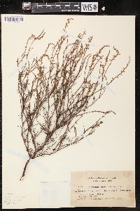 Polygonum majus image