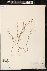 Polygonum majus image