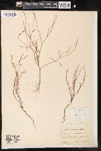 Polygonum majus image