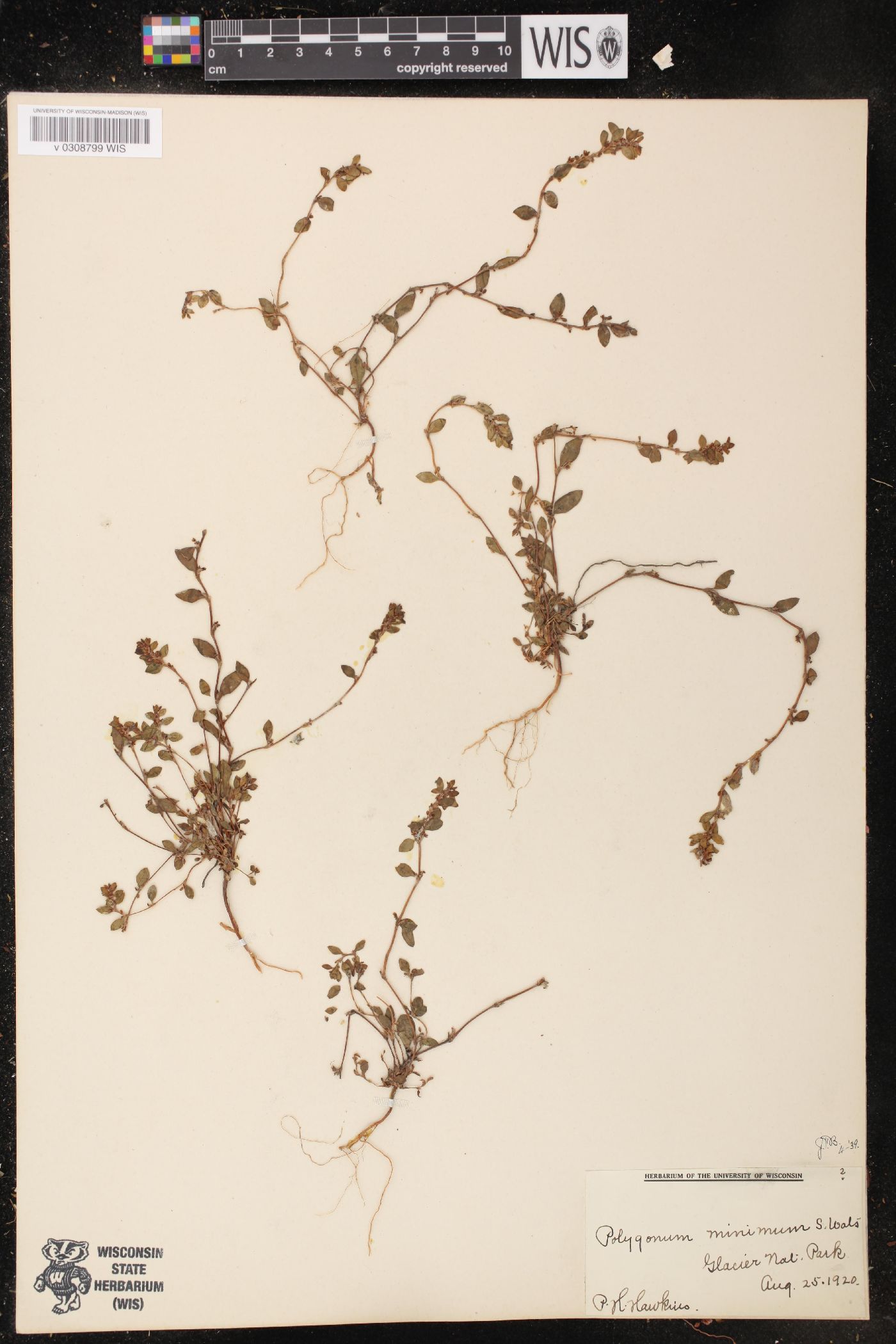 Polygonum minimum image
