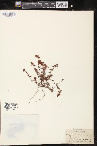 Polygonum minimum image