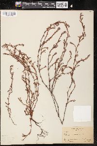 Polygonum maritimum image