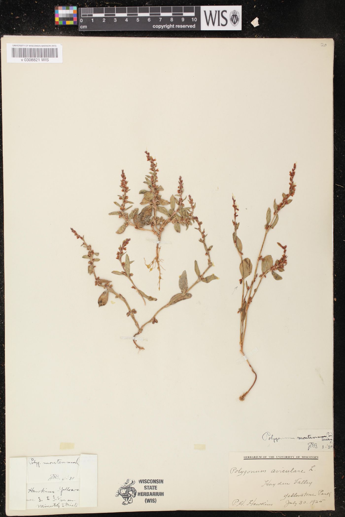 Polygonum douglasii subsp. douglasii image