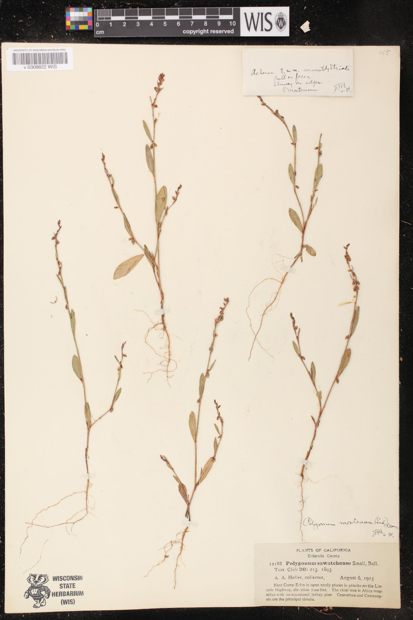Polygonum douglasii subsp. douglasii image